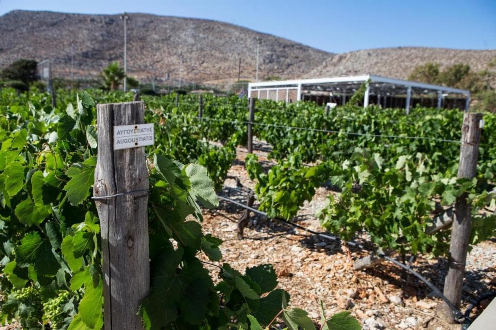 ANEMI Folegandros