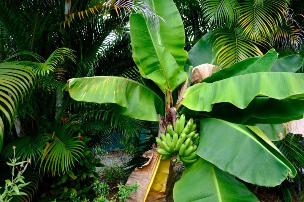 Nid Kreyol, Sainte-Anne