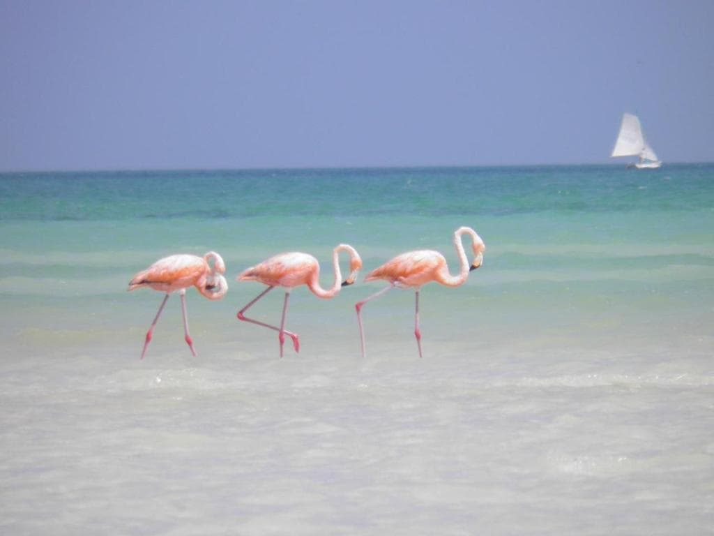 Casa Punta Coco & Beach Club