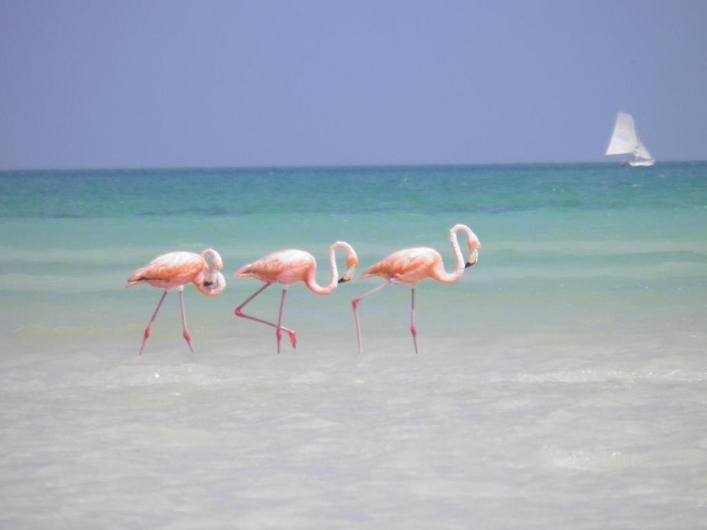Casa Punta Coco & Beach Club
